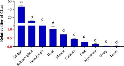 Distribution and dynamic changes of Huanglongbing pathogen in its insect vector Diaphorina citri